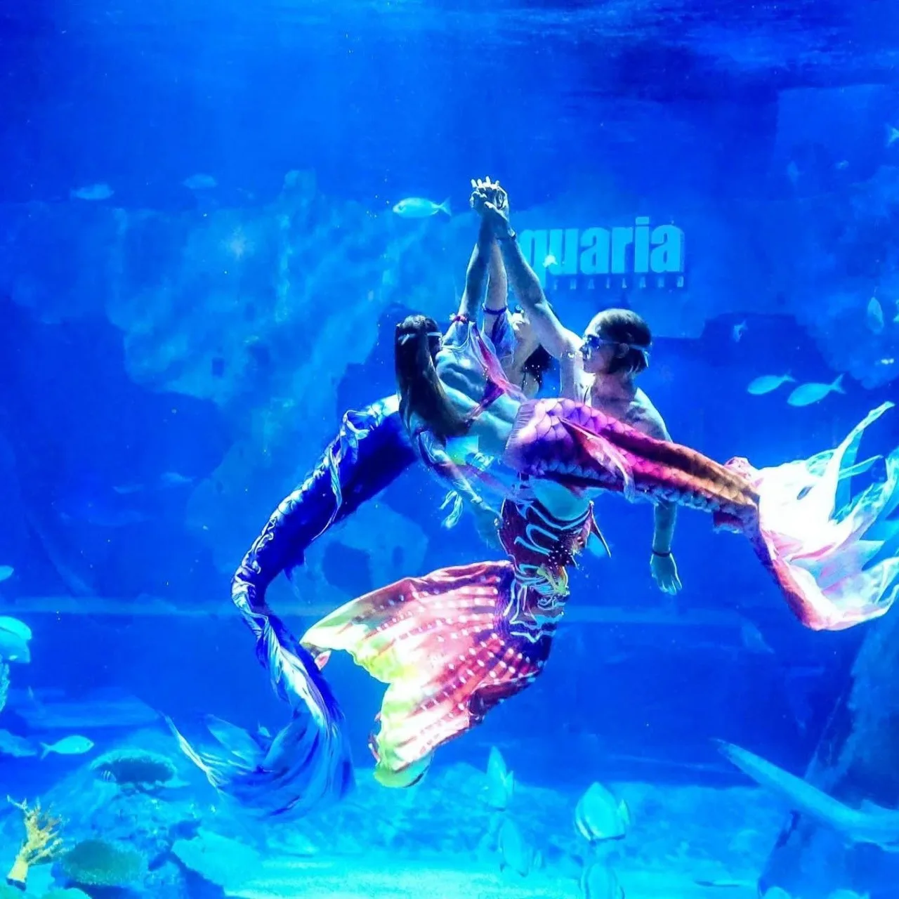 Performers in mermaid costumes during an underwater show in the large tank at Aquaria Phuket
