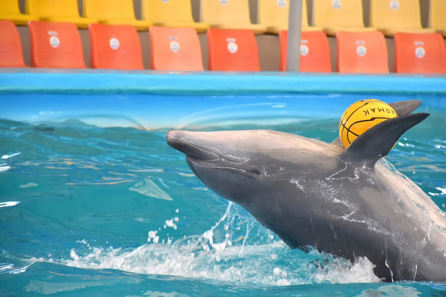 A dolphin balancing a yellow ball on its head during a dolphin show